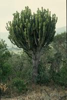 Euphorbia ingens E.Mey. ex Boiss.