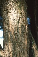 Acacia burkei Benth.
