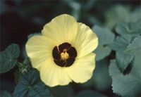 Hibiscus engleri K.Schum.