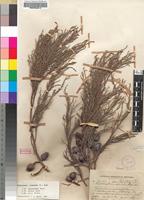 Isotype of Widdringtonia nodiflora (L.) Powrie [family CUPRESSACEAE]