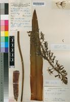 Filed as Drimia elata Jacq. [family HYACINTHACEAE]