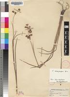 Holotype of Juncus oxycarpus E.Mey. ex Kunth [family JUNCACEAE]