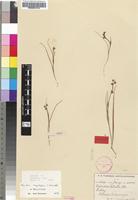Holotype of Wurmbea angustifolia B.Nord. [family COLCHICACEAE]