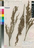 Filed as Restio quadratus Mast. [family RESTIONACEAE]