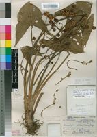 Filed as Limnophyton obtusifolium (L.) Miq. [family ALISMATACEAE]