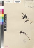 Isotype of Pavetta lanceolata Eckl. [family RUBIACEAE]
