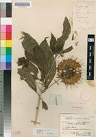 Syntype of Pavetta suluensis Bremek. [family RUBIACEAE]