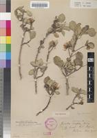 Holotype of Pavetta pallida Bremek. [family RUBIACEAE]