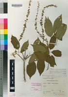 Isotype of Croton oxypetalus Müll.Arg. [family EUPHORBIACEAE]