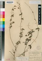 Type of Dalechampia galpinii Pax [family EUPHORBIACEAE]
