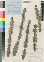 Isotype of Euphorbia griseola Pax subsp. zambiensis L.C.Leach [family EUPHORBIACEAE]