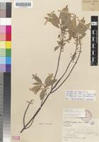 Isotype of Kiggelaria dregeana Turcz. [family ACHARIACEAE]