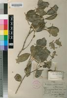 Holotype of Linociera foveolata (E.Mey.) Knobl. subsp. major I.Verd. [family OLEACEAE]