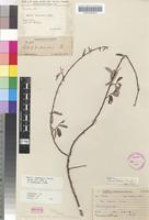 Holotype of Salix mucronata Thunb. subsp. mucronata [family SALICACEAE]