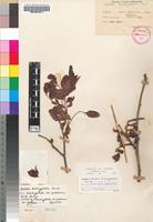 Isotype of Schotia brachypetala Sond. var. pubescens Burtt Davy [family FABACEAE]