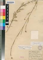 Isotype of Aplanodes sisymbrioides (Schltr.) Marais [family BRASSICACEAE]