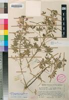 Holotype of Cleome oxyphylla Burch. var. robusta Kers [family CAPPARACEAE]
