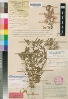 Holotype of Cleome oxyphylla Burch. var. robusta Kers [family CAPPARACEAE]