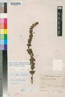 Isotype of Crassula capitella Thunb. subsp. nodulosa (Schönland) Toelken [family CRASSULACEAE]