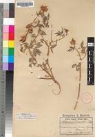 Isotype of Crotalaria marlothii Engl. [family FABACEAE]