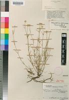 Isotype of Achyropsis graminea Suess. & Overkott [family AMARANTHACEAE]
