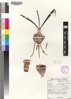 Holotype of Rhadamanthus namibensis Oberm. [family HYACINTHACEAE]