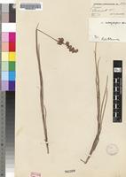 Isotype of Juncus oxycarpus E.Mey. ex Kunth [family JUNCACEAE]