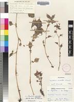 Isotype of Impatiens oreocallis Launert [family BALSAMINACEAE]