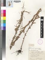 Isotype of Epilobium karsteniae Compton [family ONAGRACEAE]