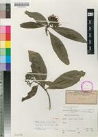 Isotype of Pavetta nitidula Welw. [family RUBIACEAE]