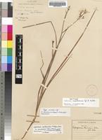 Isotype of Lapeirousia masukuensis Vaupel & Schltr. [family IRIDACEAE]