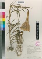 Filed as Lilium formosanum (Baker) Wallace [family LILIACEAE]
