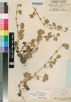 Isotype of Alchemilla kiwuensis Engl. subsp. rhodesica Hauman & Balle [family ROSACEAE]