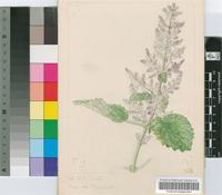 Tetradenia riparia (Hochst.) Codd