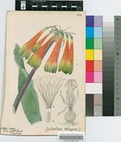 Cyrtanthus obliquus (L.f.) Aiton