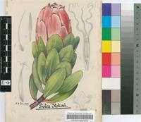 Protea stokoei E.Phillips