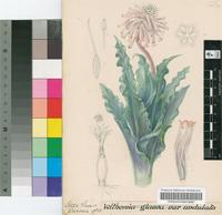 Veltheimia roodeae E.Phillips