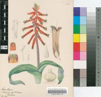 Lachenalia pendula Aiton