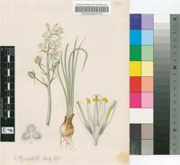 Ornithogalum odoratissimum C.A.Sm.