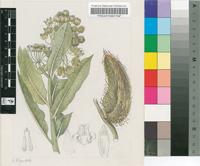 Xysmalobium undulatum (L.) Aiton f. var. undulatum