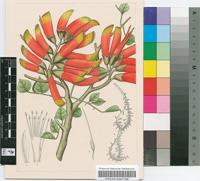 Erythrina acanthocarpa E.Mey.