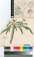 Euphorbia bubalina Boiss.