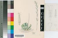 Cotyledon cristata Haw.