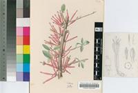 Loranthus rubromarginatus Engl.