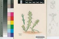 Euphorbia knuthii Pax subsp. knuthii