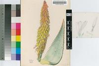 Aloe aculeata Pole-Evans