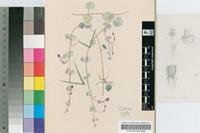 Ceropegia woodii Schltr.