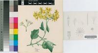 Senecio angulatus L.f.