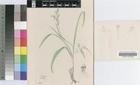 Disa saxicola Schltr.