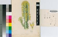 Euphorbia ledienii A.Berger var. dregei N.E.Br.